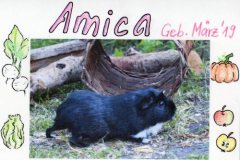 Amica
