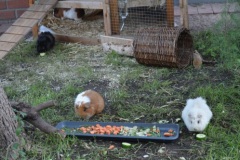 Meerschweinchen-DSC_2132