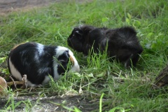 Meerschweinchen-DSC_2137